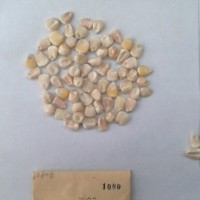 CIMMYTMA 1080 - Reference Inventory.jpg