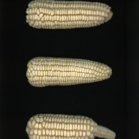 CIMMYTMA 275 GUAN 86 PV22A-1903-138 E11740 _compress.jpg