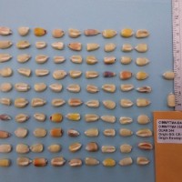 CIMMYTMA 16392 - Reference Inventory.jpg