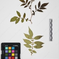 CIP 765691_RPSP 002_05.jpg