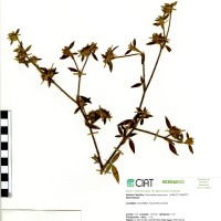45 herbarium