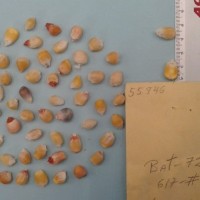 CIMMYTMA 5594 - Reference Inventory.jpg