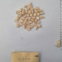 CIMMYTMA 156 - Reference Inventory.jpg