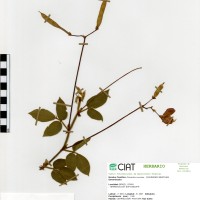 21266 herbarium