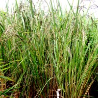 RAM 100# black grain with aristation.JPG