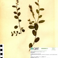 17351 herbarium