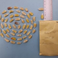 CIMMYTMA 7676 - Reference inventory.jpg