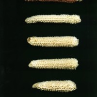 CIMMYTMA 27492 TLAX 208 TC24U-2903-62 C.jpg