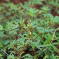 Stylosanthes scabra 11290 fl.JPG