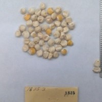 CIMMYTMA 1825 - Reference Inventory.jpg