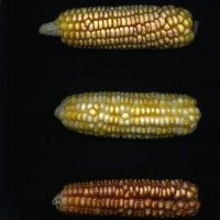 CIMMYTMA 3793 PANA 83 AF18A-0903-74 E1.jpg