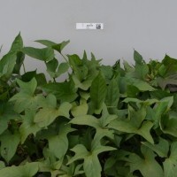 CIP 440155 (plant).jpg