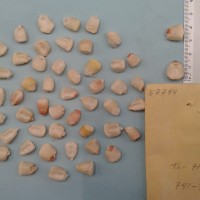 CIMMYTMA 5774 - Reference Inventory.jpg