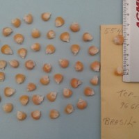 CIMMYTMA 5540 - Reference Inventory.jpg