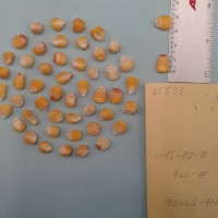 CIMMYTMA 6153 - Reference Inventory.jpg