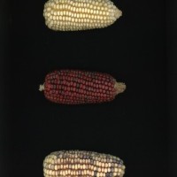 CIMMYTMA 27117 MEXI 629 TC20U 2903 188 E0330 _compress.jpg