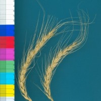 CWI3036_52524_177.jpg