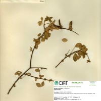 9840 herbarium