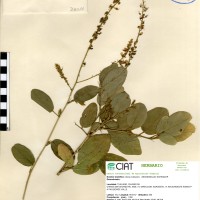 33080 herbarium