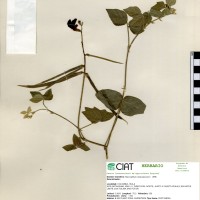 24155 herbarium