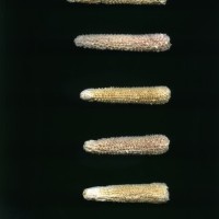 CIMMYTMA 24719 VERA 601 BA22U-2903-66 C.jpg