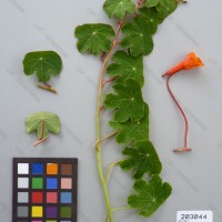 CIP 203044 Herbarium