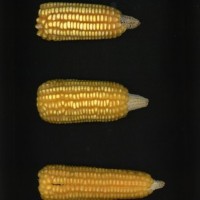 CIMMYTMA 1110 HAIT 41 AF18A-0903-208 E1.jpg