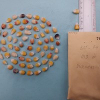 CIMMYTMA 7979 - Reference inventory.jpg