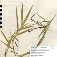 26371 herbarium