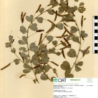 8368 herbarium