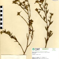 21 herbarium