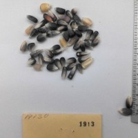 CIMMYTMA 1913 - Reference Inventory.jpg