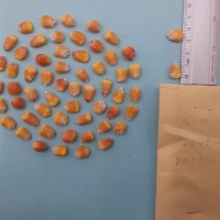 CIMMYTMA 7406 - Reference inventory.jpg