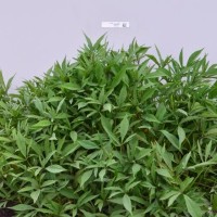 CIP 420707 (plant).jpg