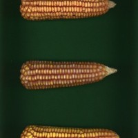 CIMMYTMA 2911 BRAZ 2954 AF22A-0903-158 E_compress.jpg