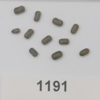 Sesbania sesban 1191 seed_Gsys.jpg