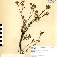 70 herbarium