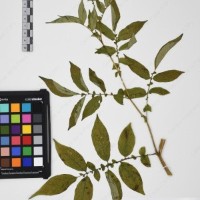 CIP 765722_RPSP 034_11.jpg