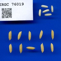 IRGC 76019 Seed Photo