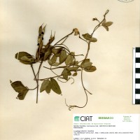 15752 herbarium