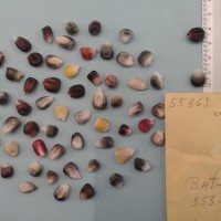 CIMMYTMA 5586 - Reference Inventory.jpg