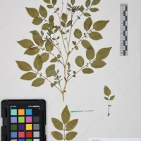 CIP 760029_OCH S81_07.jpg