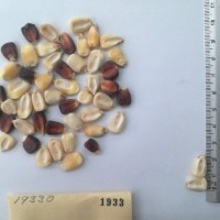 CIMMYTMA 1933 - Reference Inventory.jpg