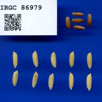 IRGC 86979 Seed Photo