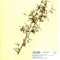 8108 herbarium
