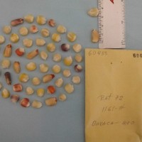 CIMMYTMA 6043 - Reference Inventory.jpg