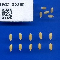 IRGC 50285 Seed Photo