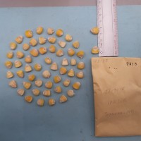 CIMMYTMA 7318 - Reference inventory.jpg