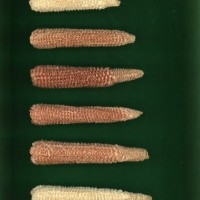 CIMMYTMA 2779 BRAZ 2466 AF19A-0903-171 C.jpg