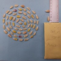 CIMMYTMA 7592 - Reference inventory.jpg